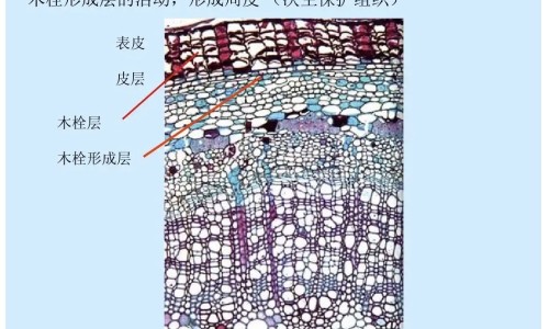 权威栗子枣泥粥有什么功效与作用平台,分享专业栗子枣泥粥有什么功效和禁忌知识_栗子枣泥粥有什么功效网