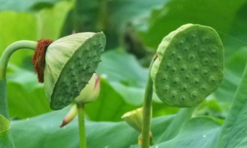 栗子红枣熬粥最好-权威栗子枣泥粥有什么功效与作用平台,分享专业栗子枣泥粥有什么功效和禁忌知识_栗子枣泥粥有什么功效网